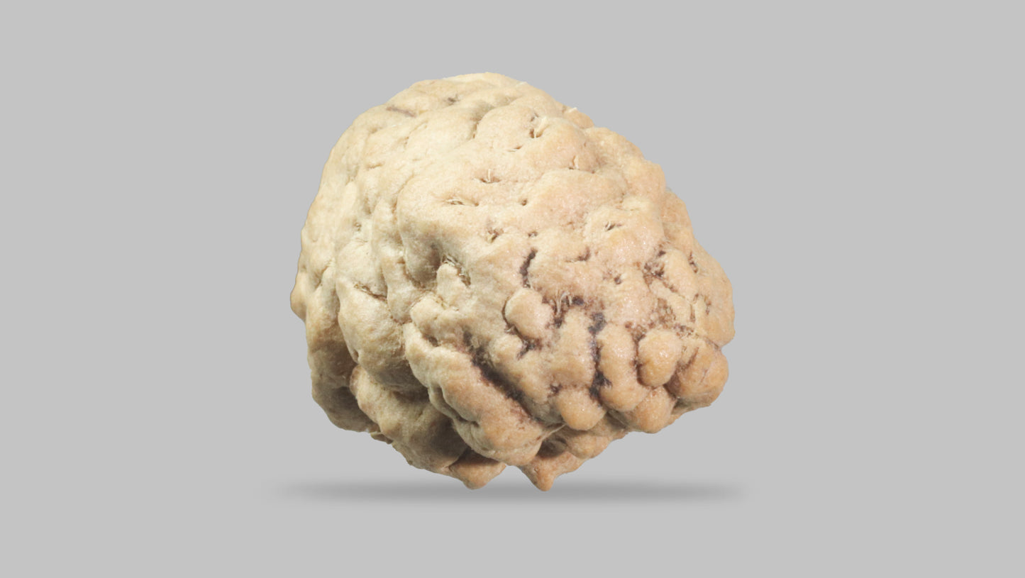 1 MUKHI RUDRAKSHA (22.27 mm)