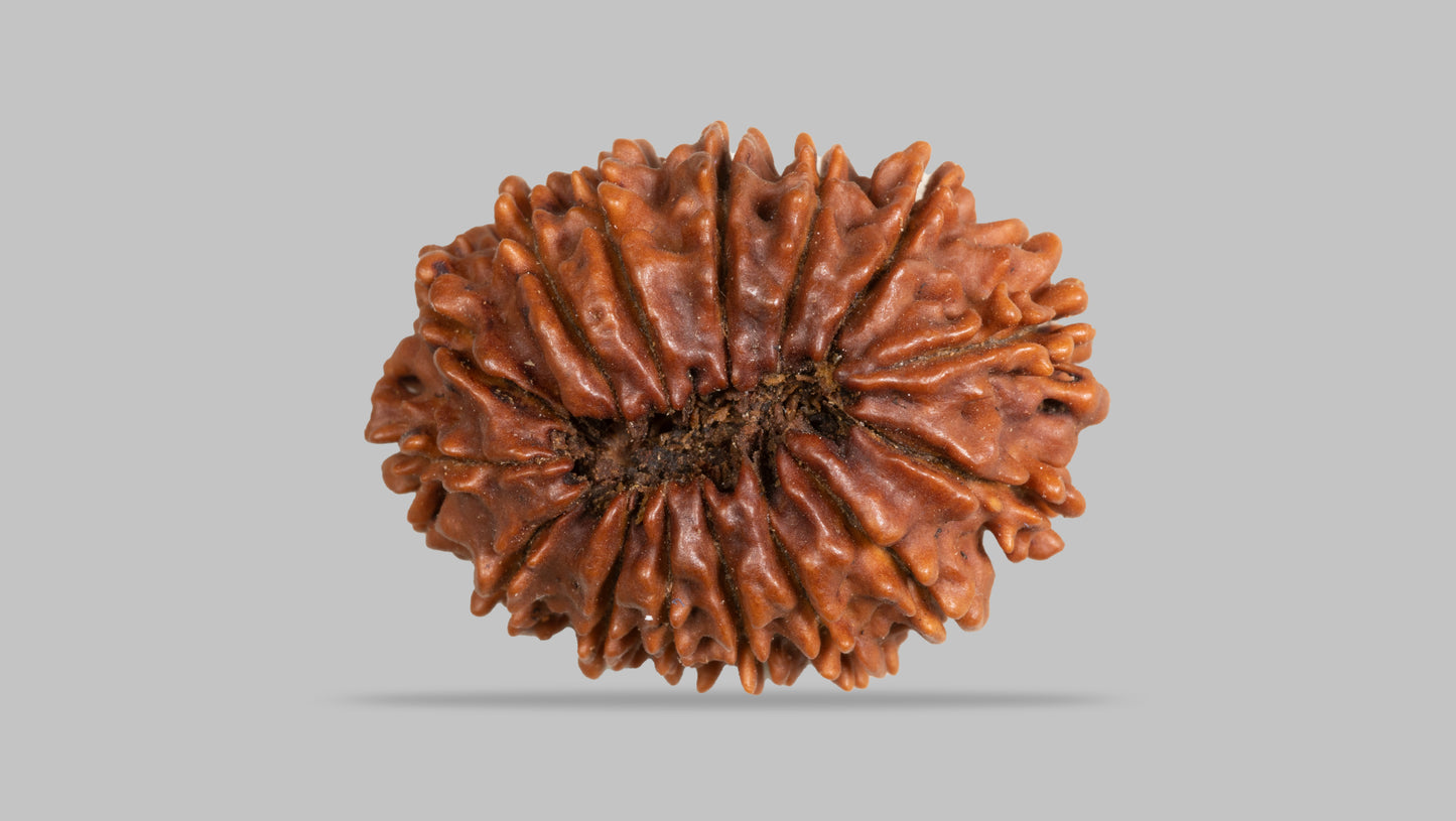 15 MUKHI RUDRAKSHA ( 26.26 mm )