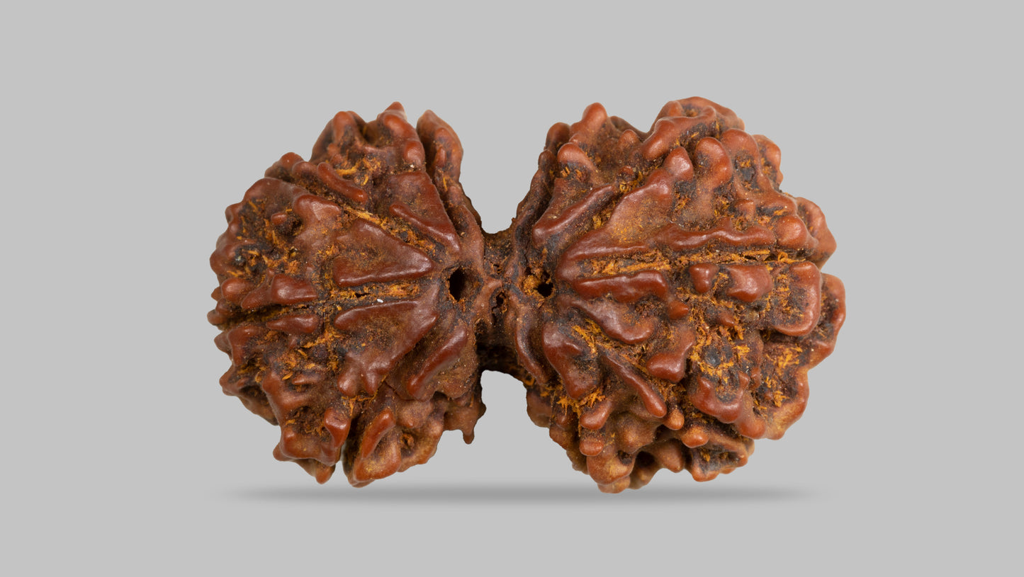10 MUKHI GAURI SHANKAR RUDRAKSHA (31.49 mm)