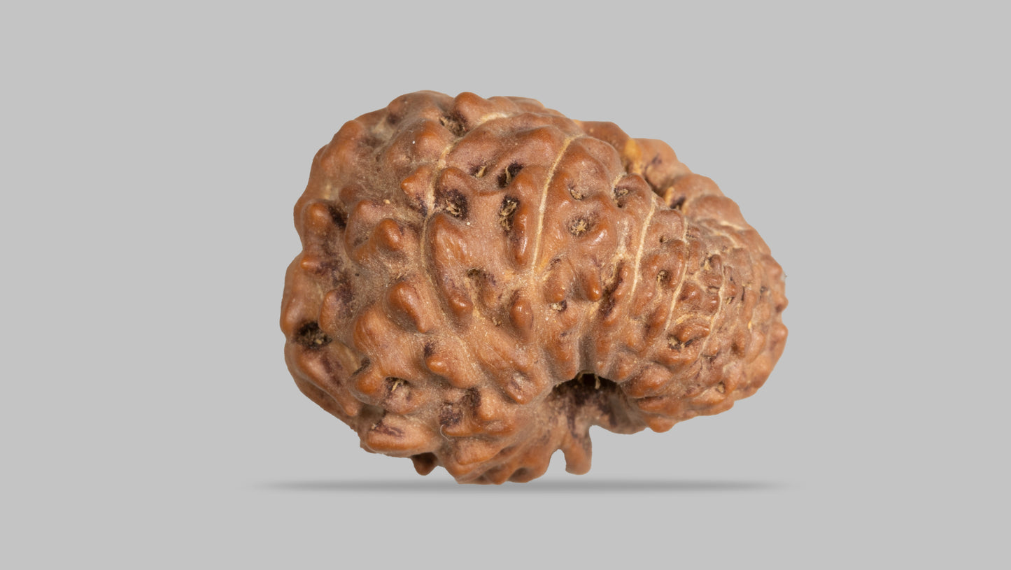 12 MUKHI RUDRAKSHA (17.41 mm)