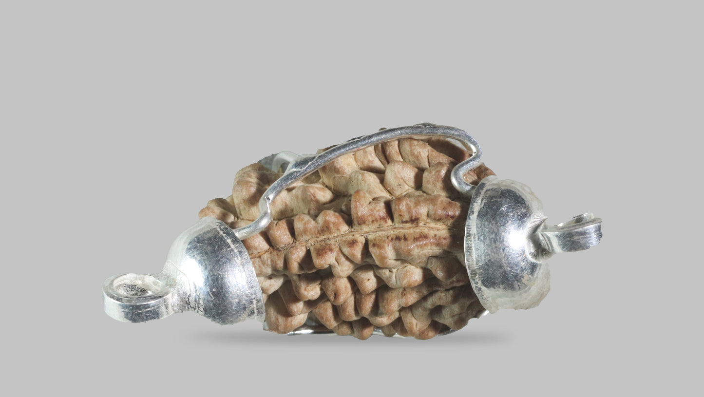 1 MUKHI RUDRAKSHA (22.71 mm)