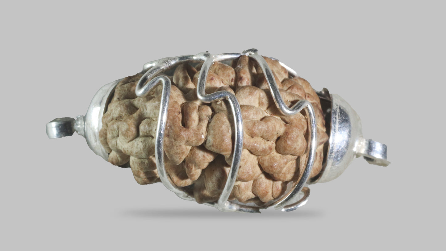 1 MUKHI RUDRAKSHA (22.71 mm)