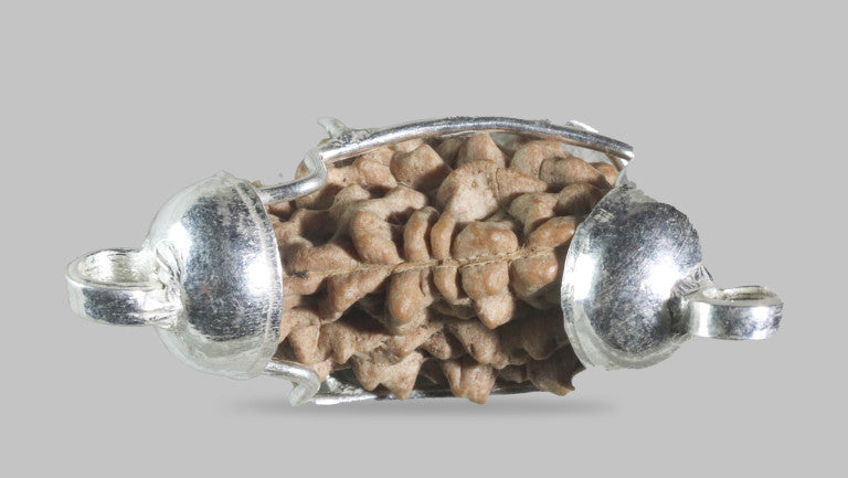 1 MUKHI RUDRAKSHA (22.00 mm)