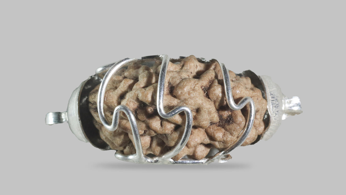 1 MUKHI RUDRAKSHA (22.00 mm)