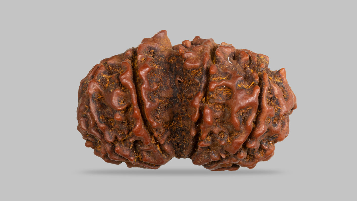 10 MUKHI GAURI SHANKAR RUDRAKSHA (31.49 mm)