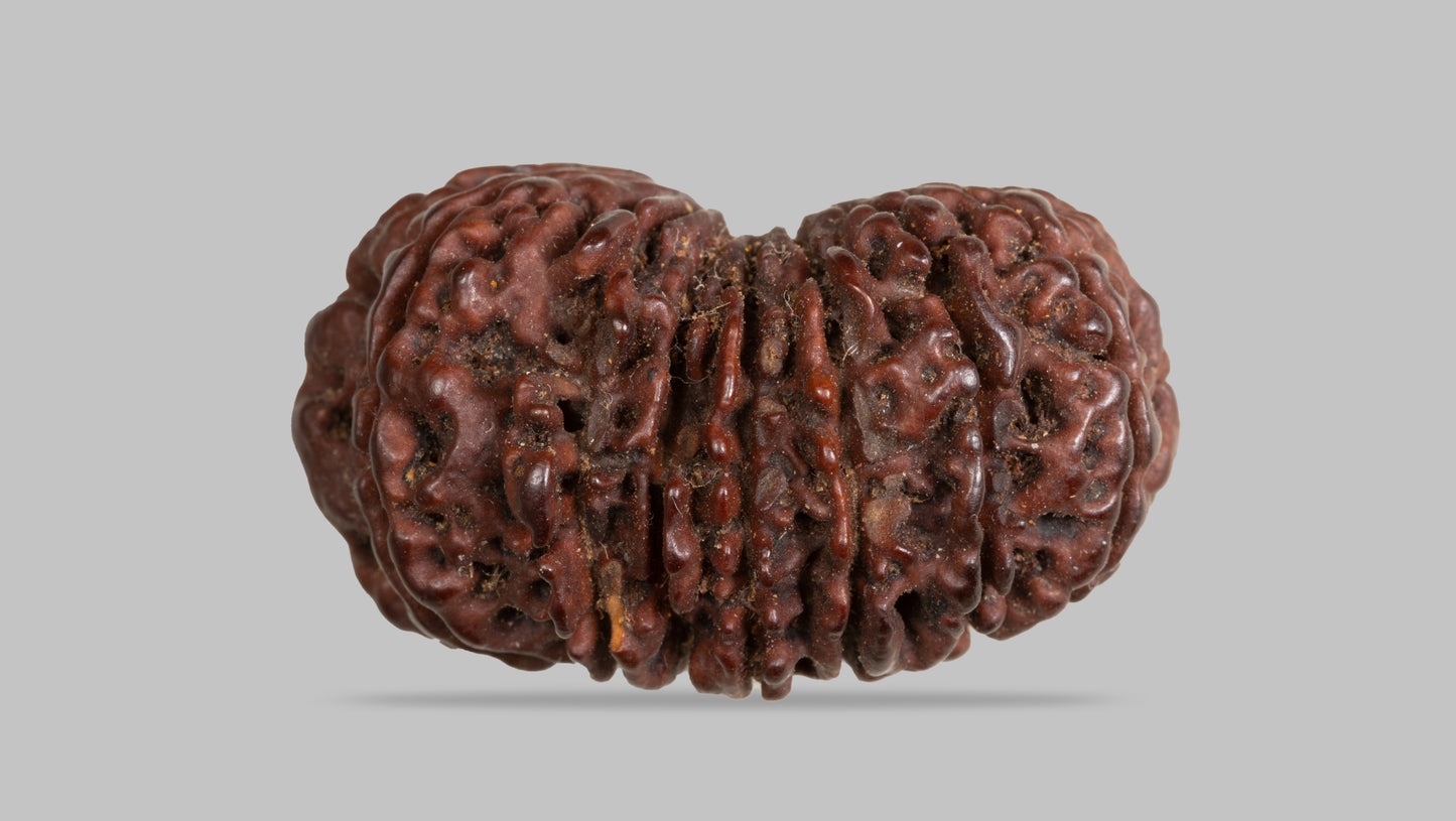 15 MUKHI RUDRAKSHA (32.17 mm )
