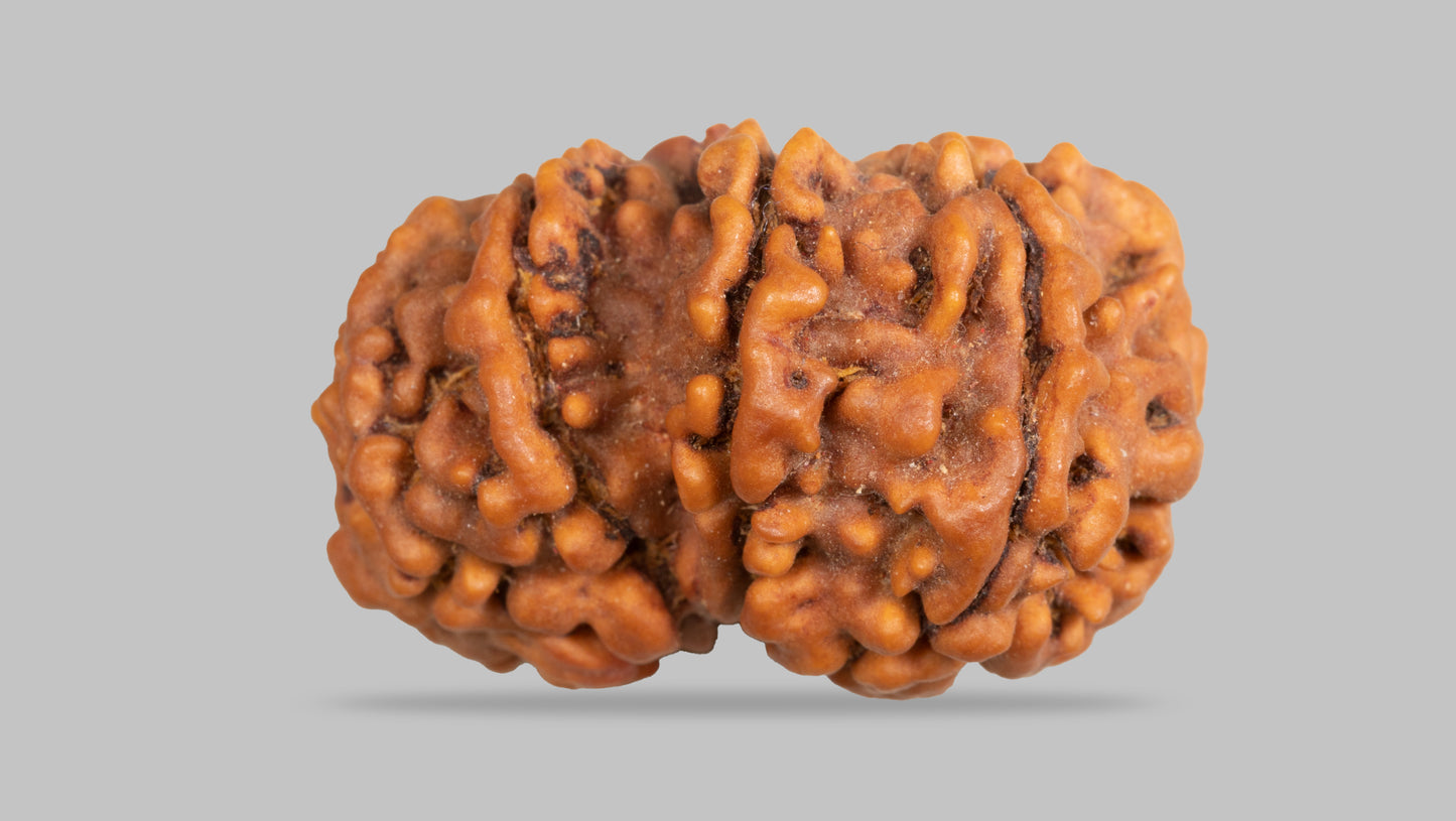 10 MUKHI GAURI SHANKAR RUDRAKSHA (27.42 mm)