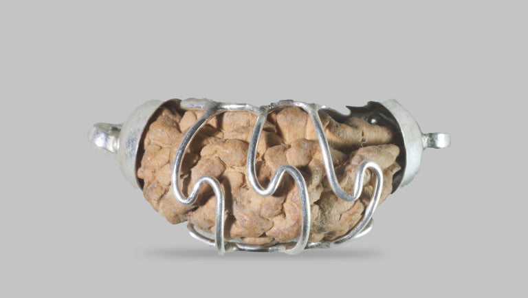 1 MUKHI RUDRAKSHA (24.05 mm)