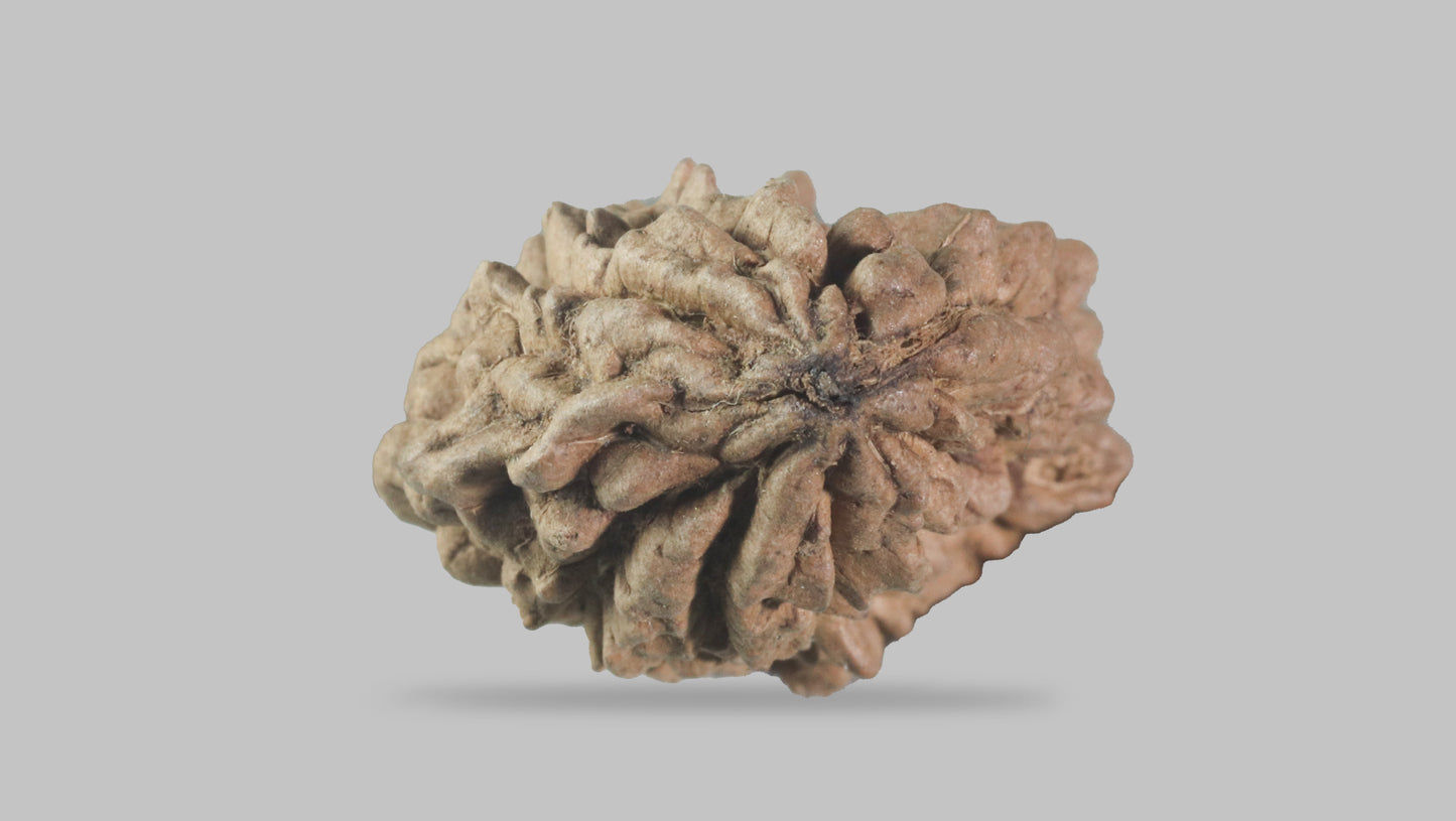 1 MUKHI RUDRAKSHA (34.70 mm)