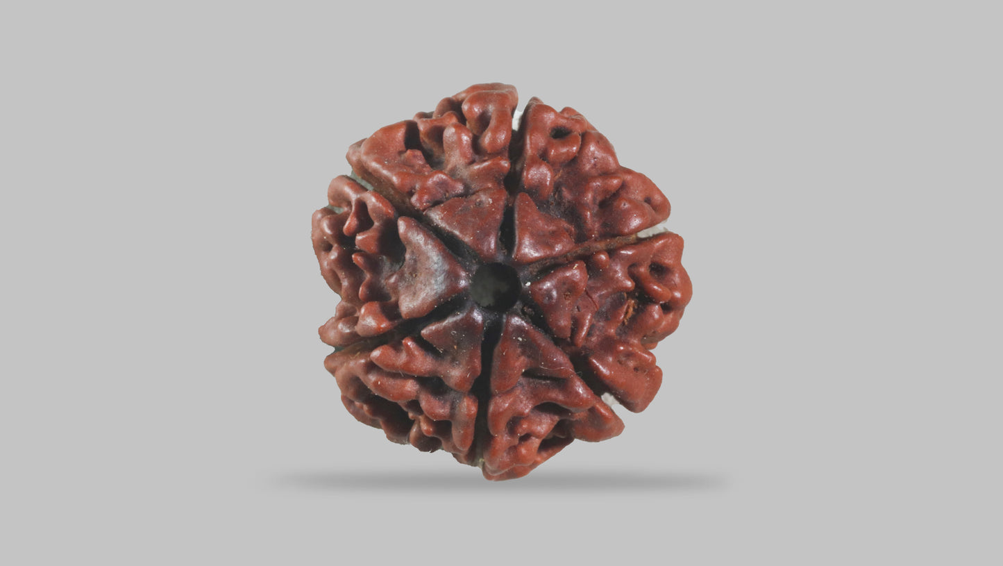6 MUKHI RUDRAKSHA (19.70 mm)