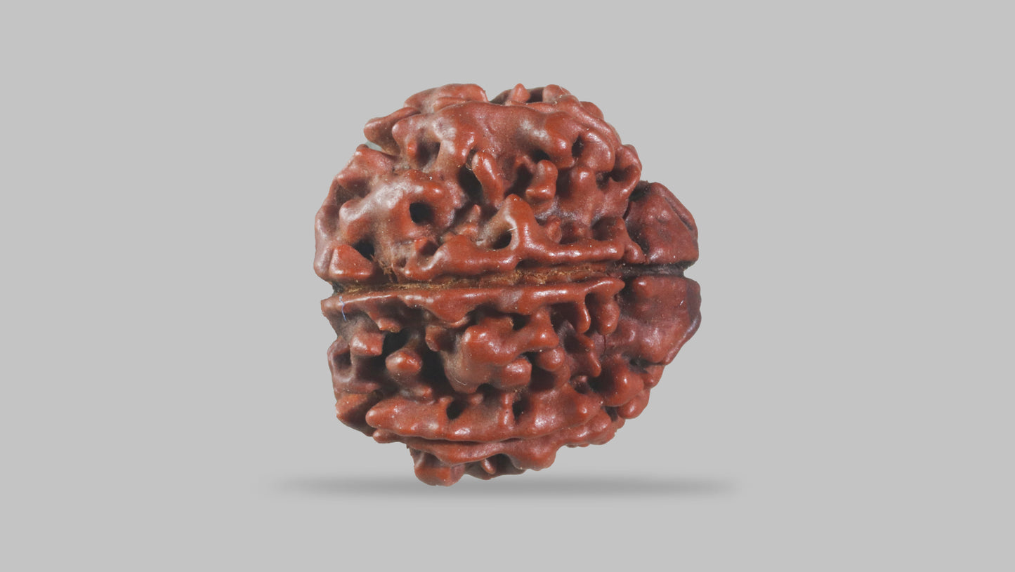 6 MUKHI RUDRAKSHA (19.70 mm)