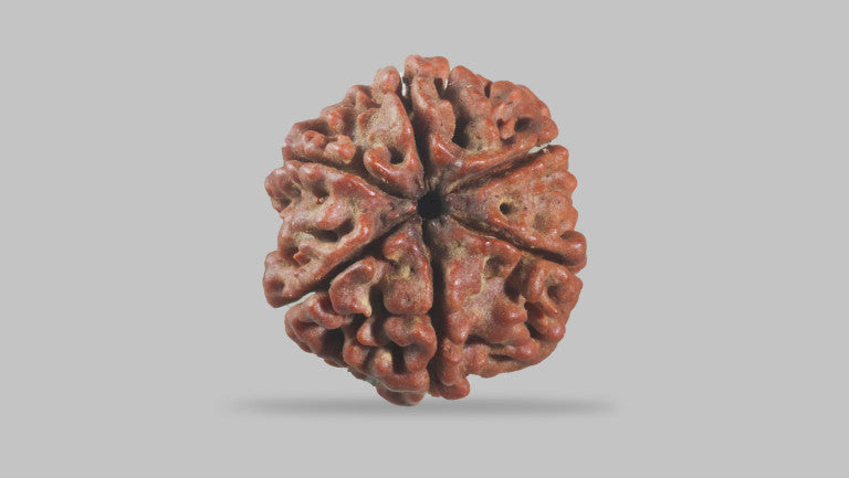 6 MUKHI RUDRAKSHA (19.75 mm)
