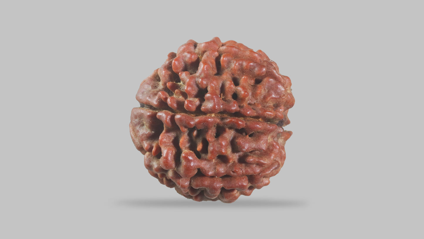 6 MUKHI RUDRAKSHA (19.75 mm)