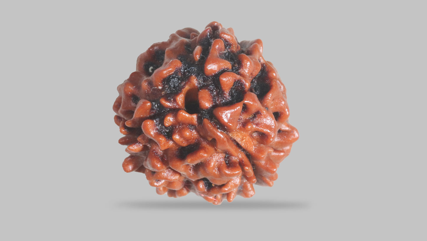 3 MUKHI RUDRAKSHA (21.15 mm)