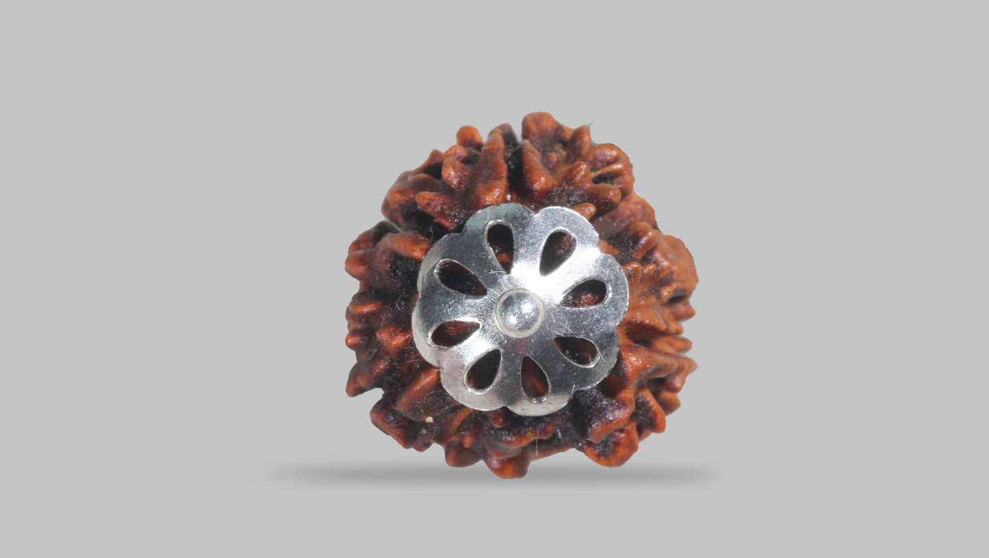 3 MUKHI RUDRAKSHA (22.66 mm)