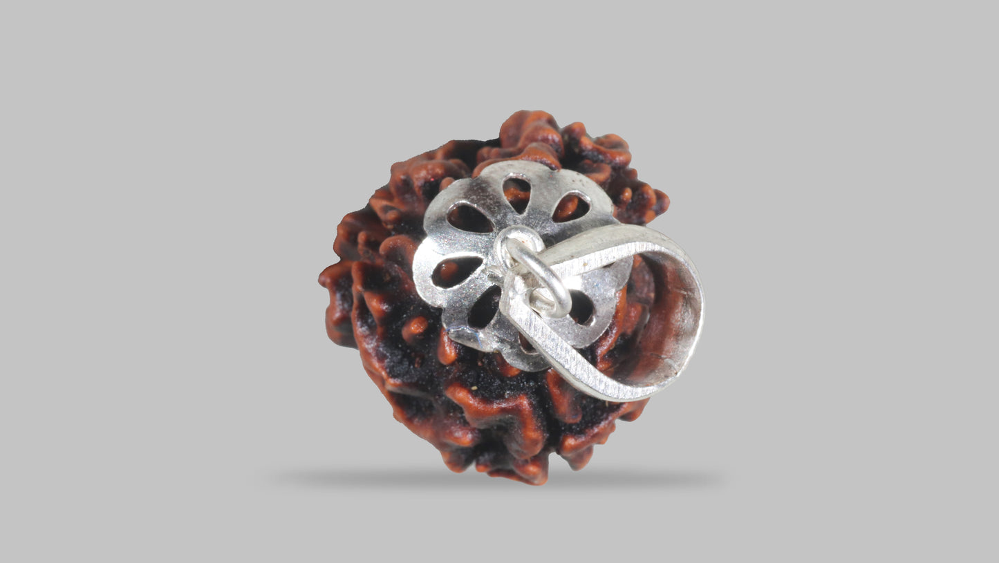 3 MUKHI RUDRAKSHA (22.66 mm)