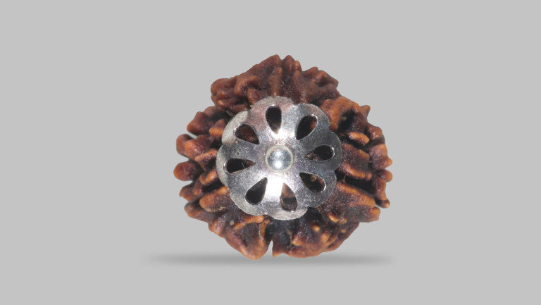 3 MUKHI RUDRAKSHA ( 21.25 mm)