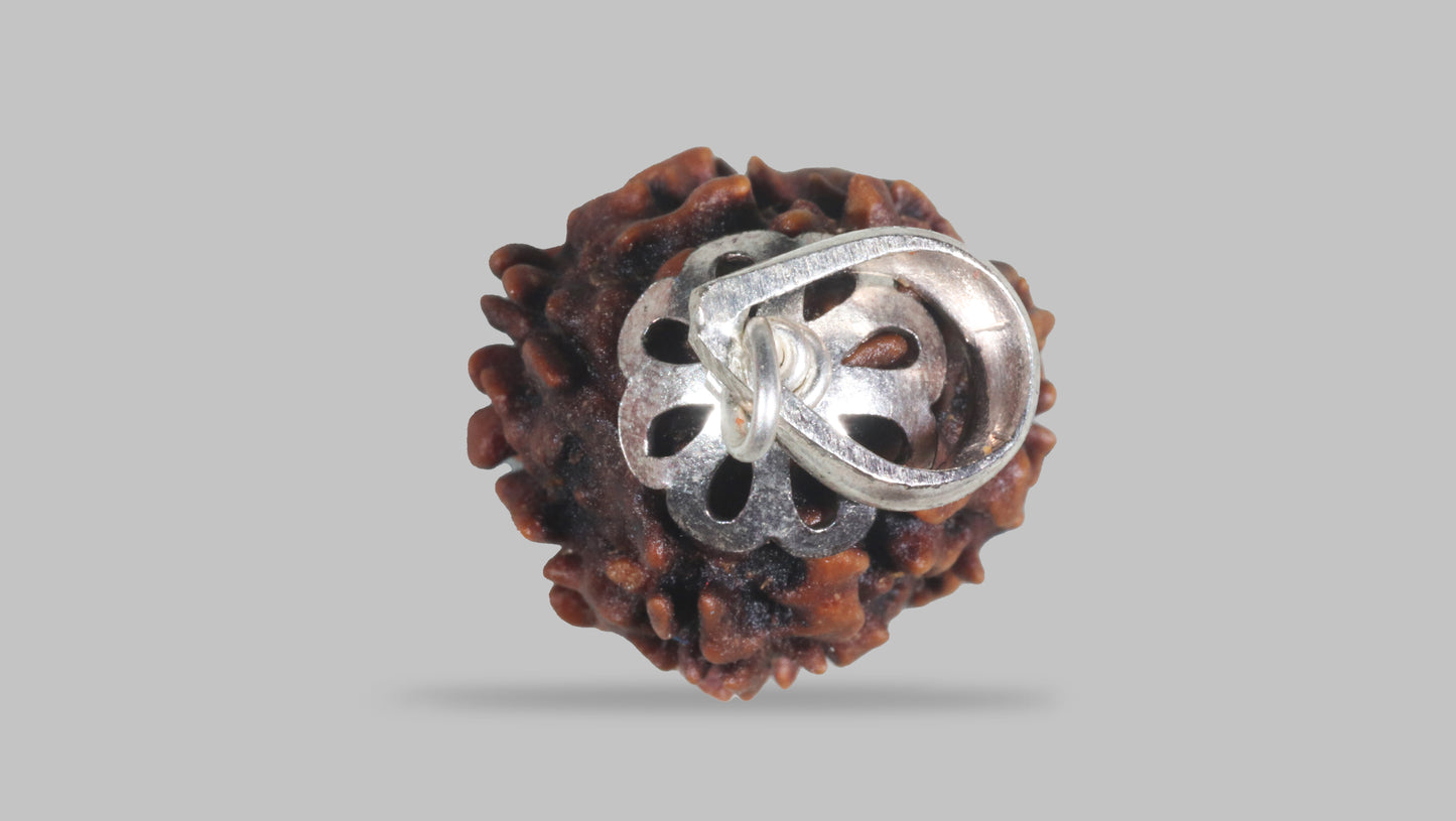 3 MUKHI RUDRAKSHA ( 21.25 mm)