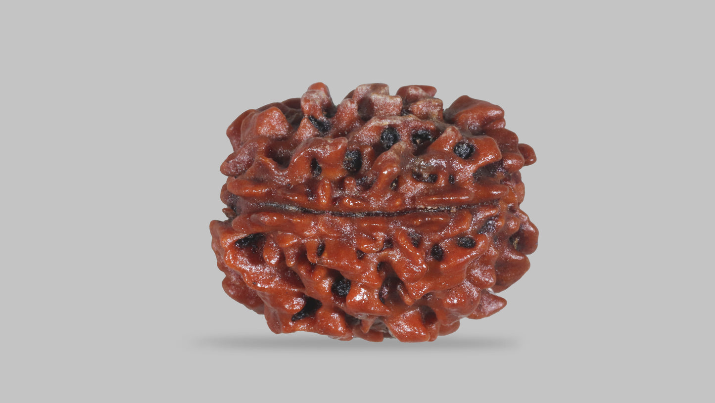 3 MUKHI RUDRAKSHA (22.76 mm)