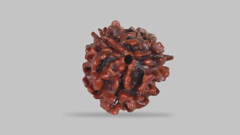 3 MUKHI RUDRAKSHA (22.76 mm)