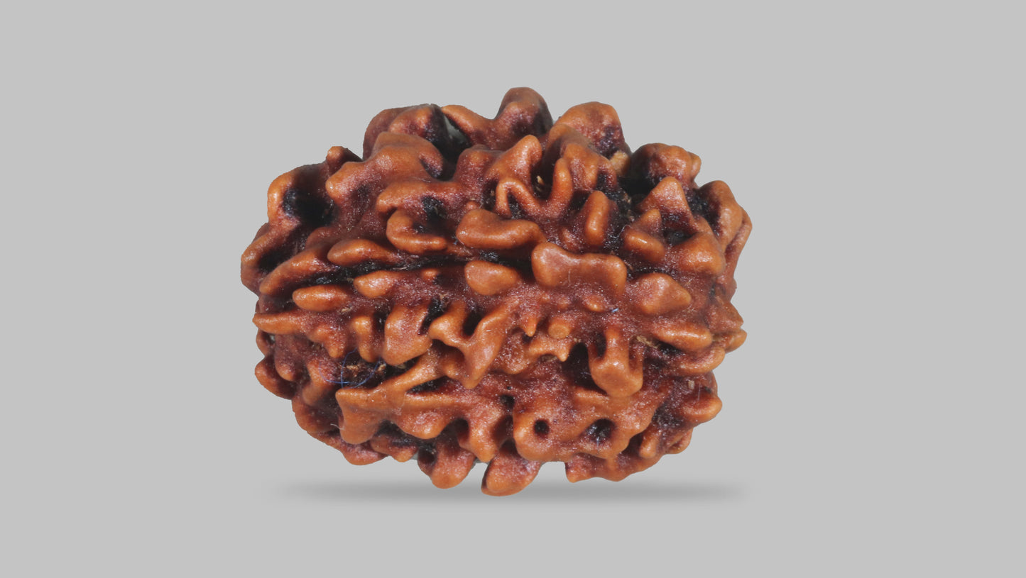 3 MUKHI RUDRAKSHA (22.30 mm)