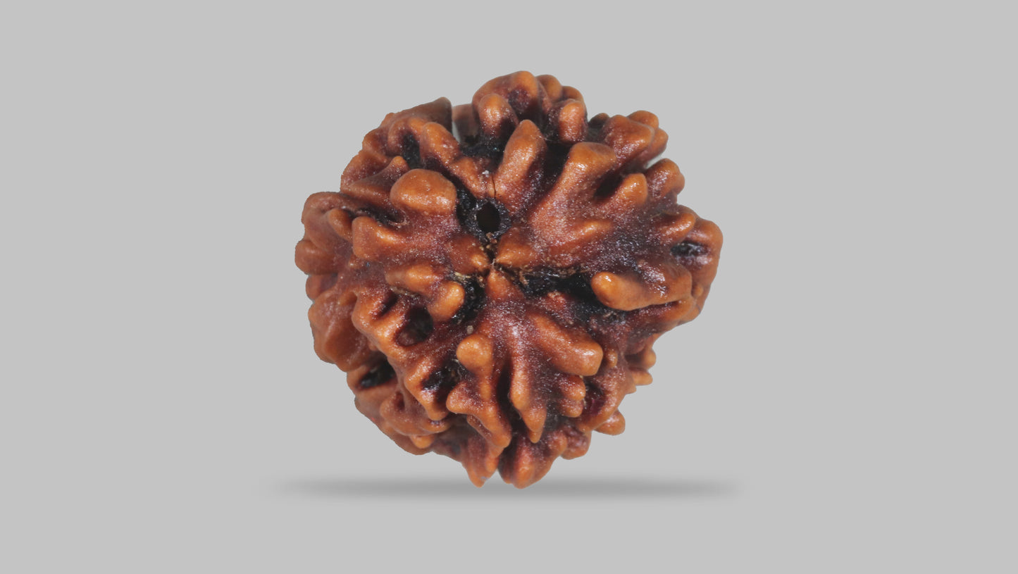 3 MUKHI RUDRAKSHA (22.30 mm)