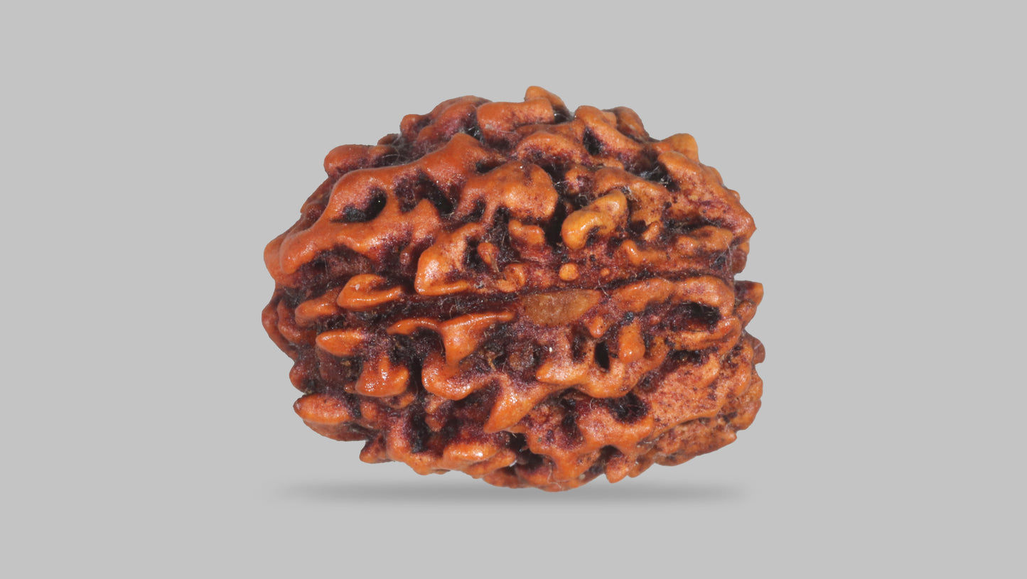 3 MUKHI RUDRAKSHA (20.80 mm)