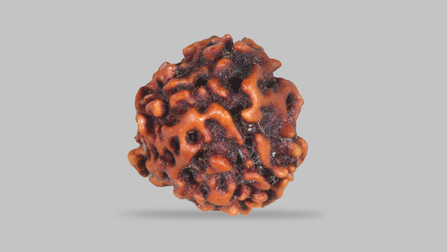 3 MUKHI RUDRAKSHA (20.80 mm)