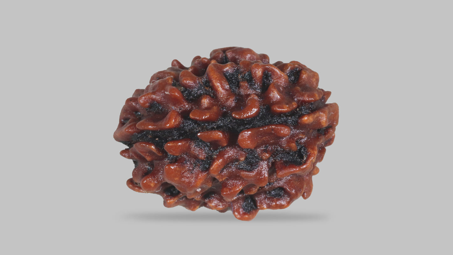 3 MUKHI RUDRAKSHA (20.75 mm)