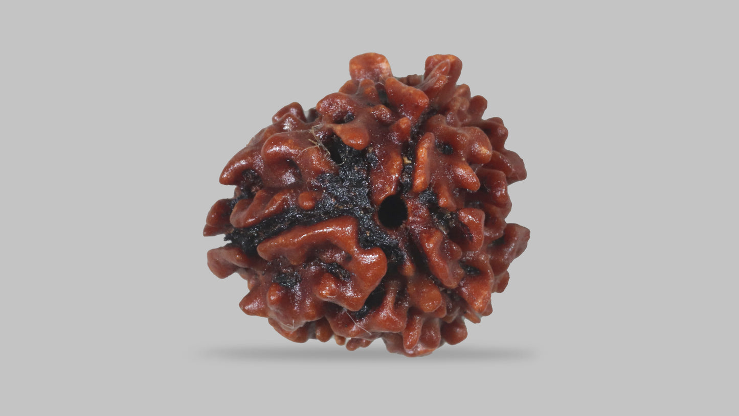3 MUKHI RUDRAKSHA (20.75 mm)