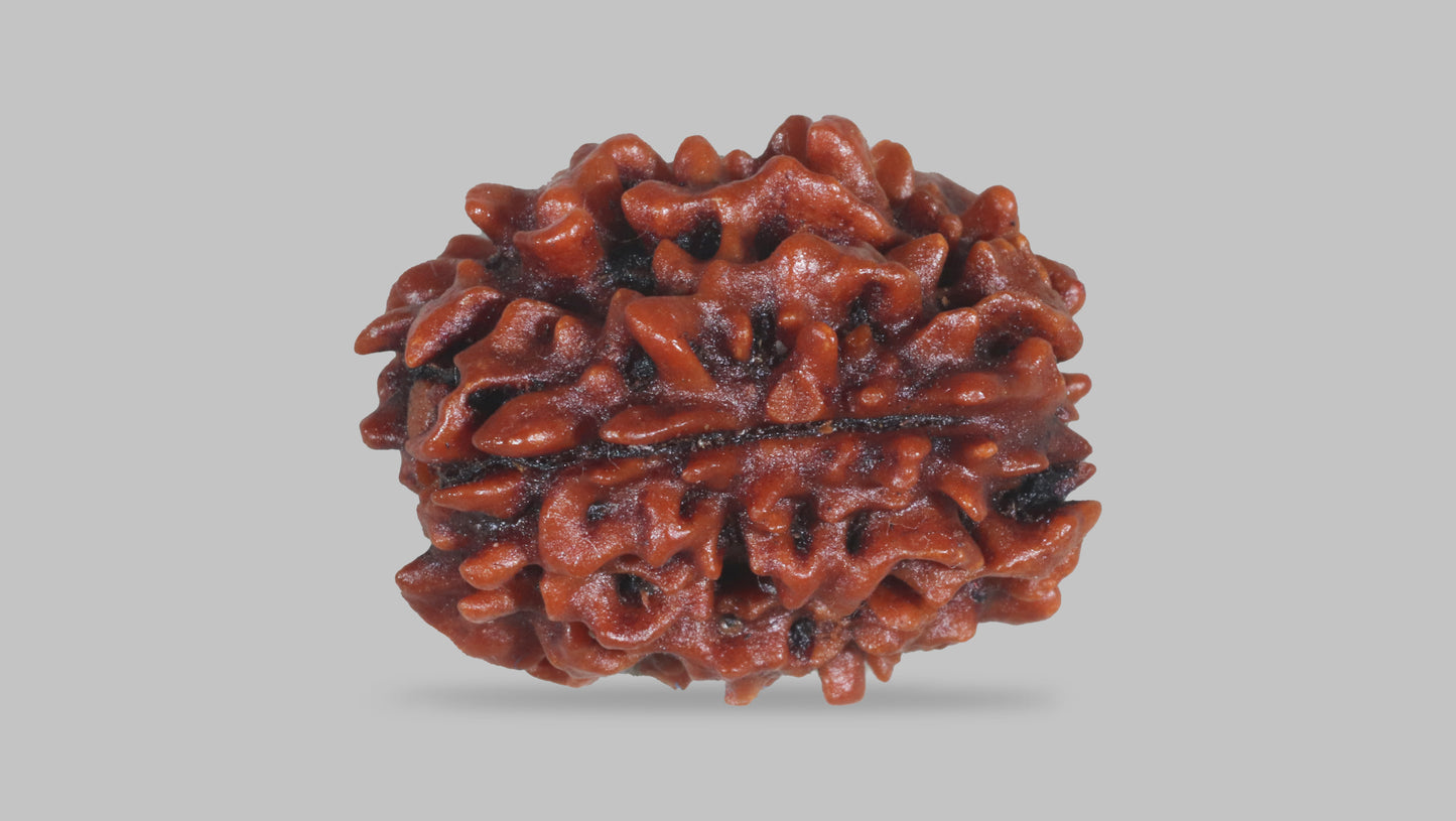 3 MUKHI RUDRAKSHA (22.70 mm)
