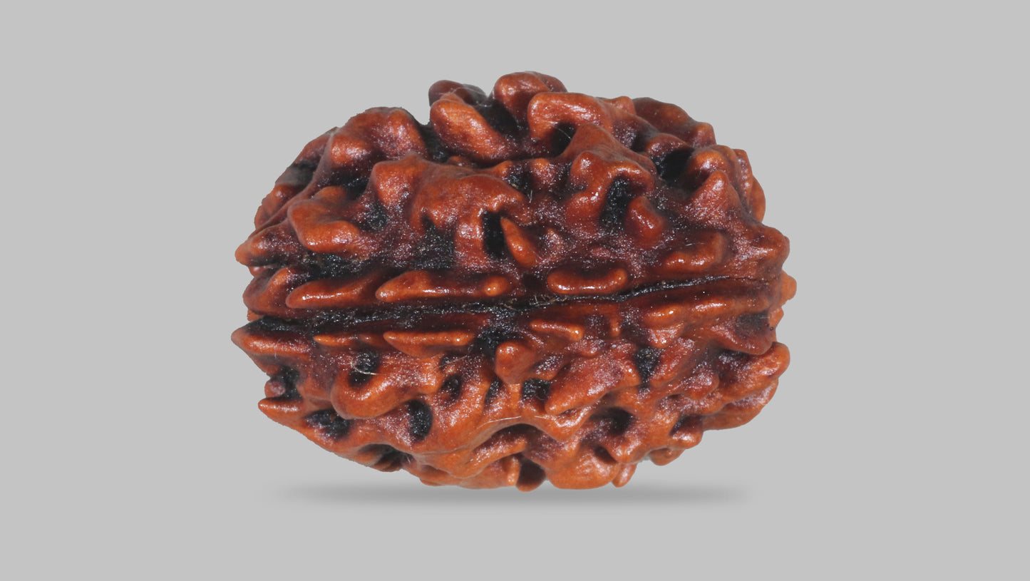 3 MUKHI RUDRAKSHA (22.70 mm)