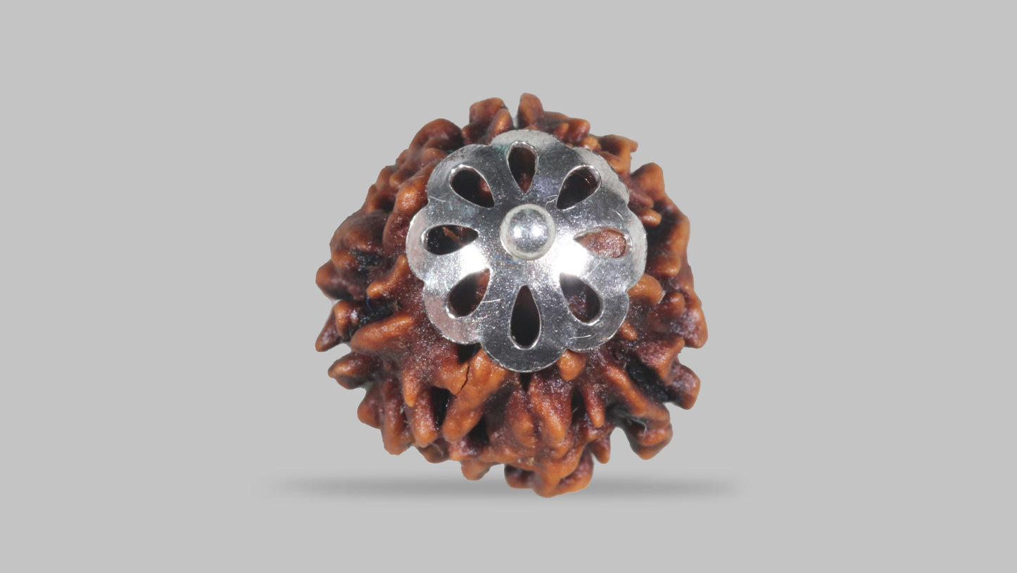 3 MUKHI RUDRAKSHA (22.07 mm)