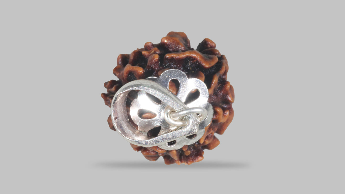 3 MUKHI RUDRAKSHA (22.07 mm)