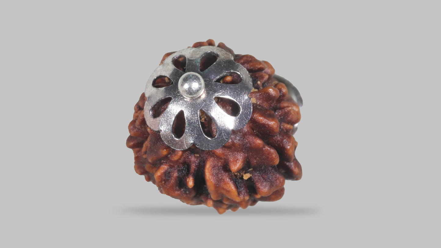 3 MUKHI RUDRAKSHA (22.26 mm)