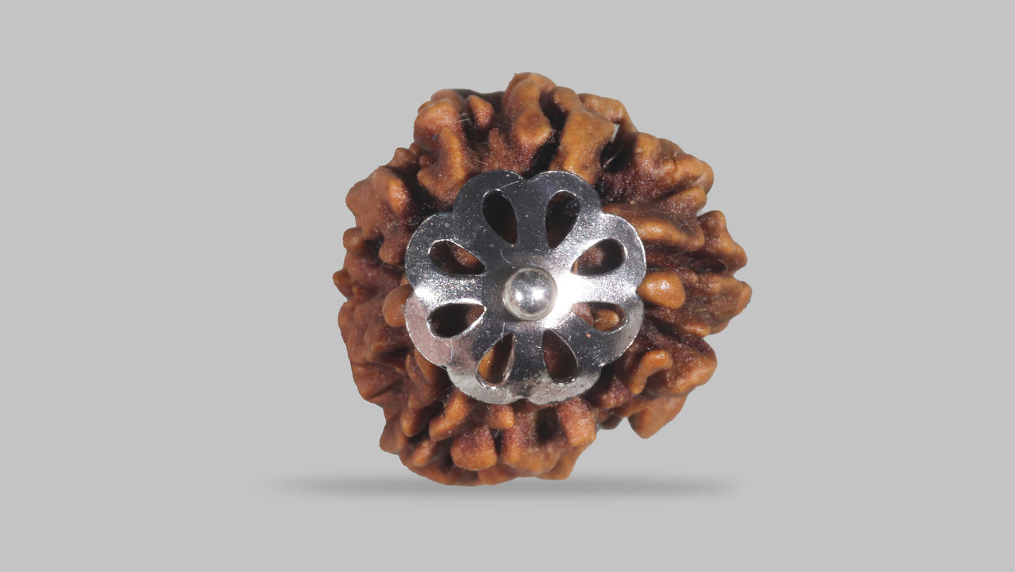 3 MUKHI RUDRAKSHA (23.60 mm)