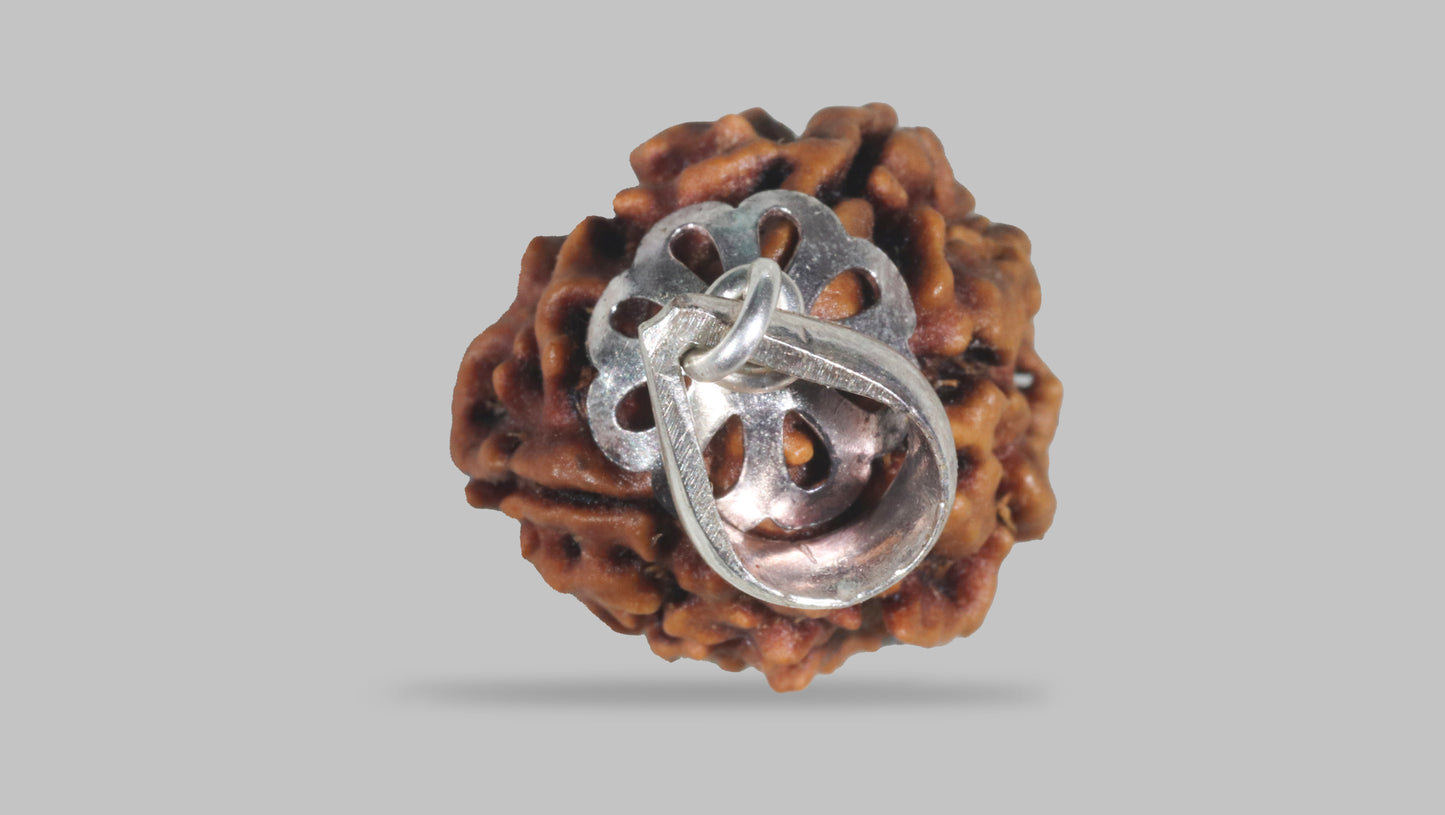 3 MUKHI RUDRAKSHA (23.60 mm)