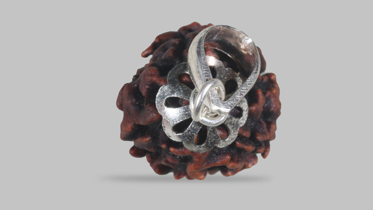 3 MUKHI RUDRAKSHA (21.47 mm)