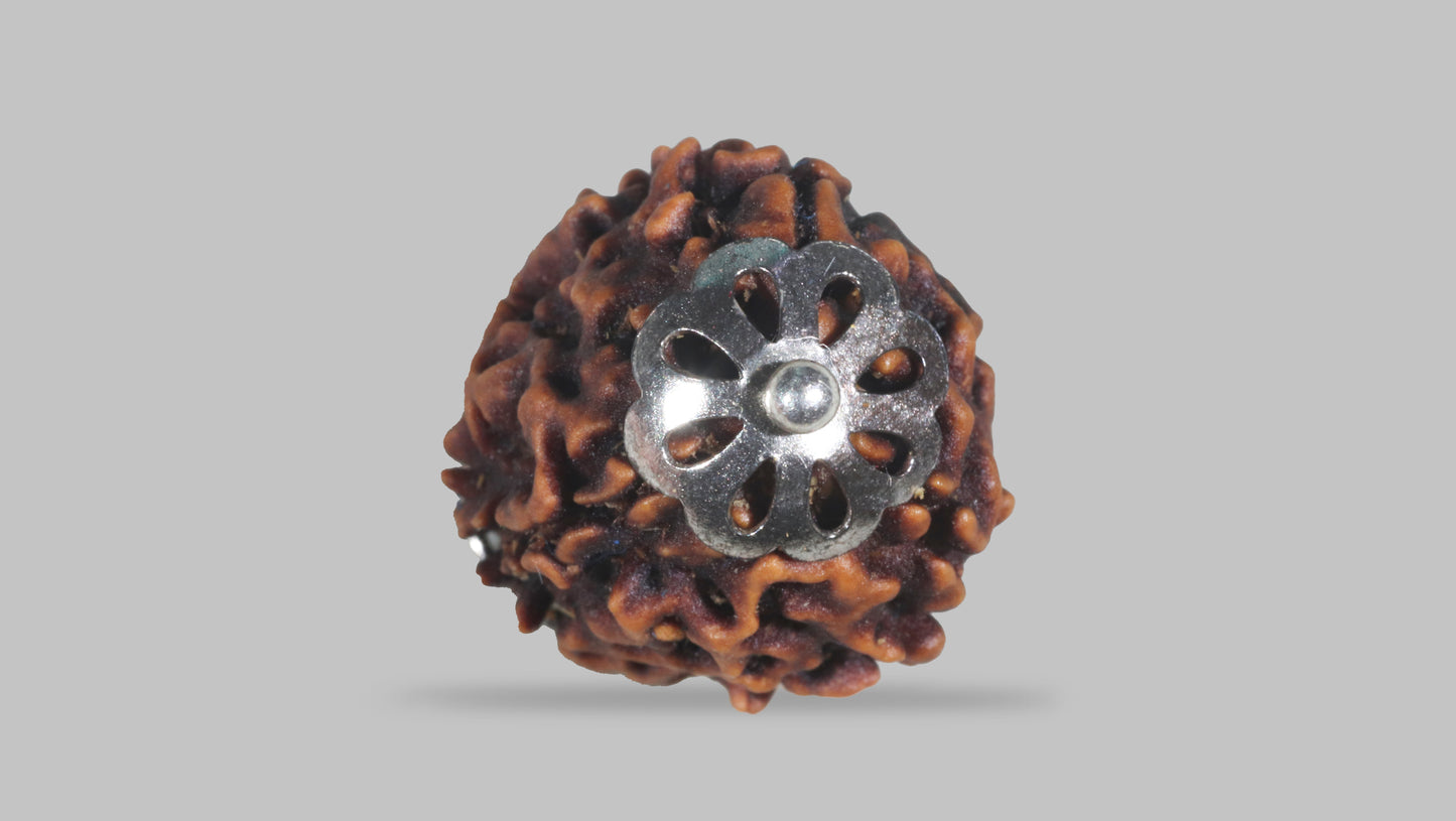 3 MUKHI RUDRAKSHA (22.47 mm)