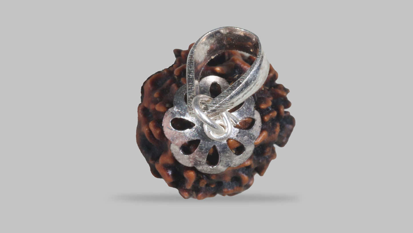3 MUKHI RUDRAKSHA (22.33 mm)