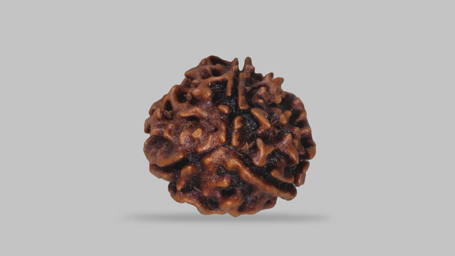 3 MUKHI RUDRAKSHA (20.89 mm)