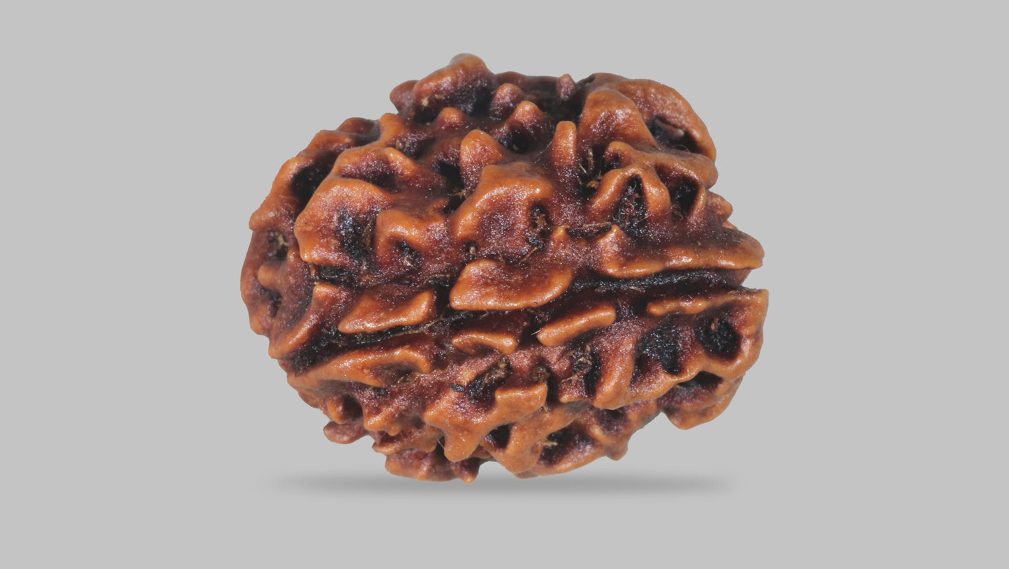 3 MUKHI RUDRAKSHA (20.89 mm)