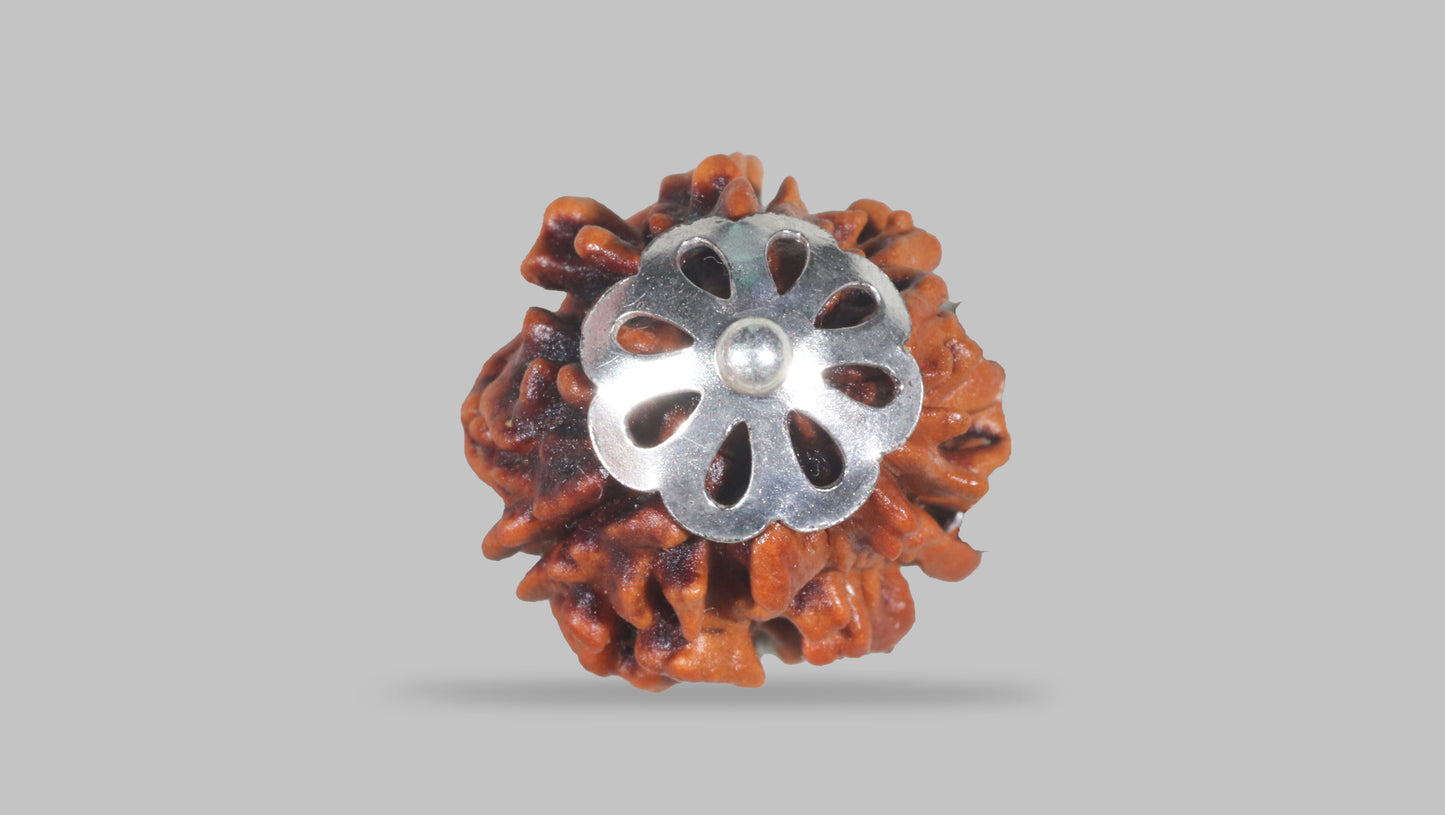 3 MUKHI RUDRAKSHA (19.61 mm)
