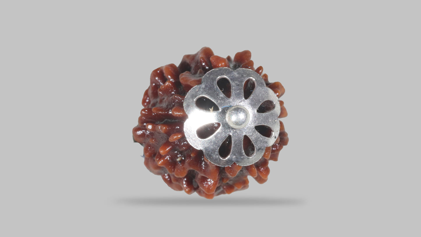 3 MUKHI RUDRAKSHA (20.80 mm)