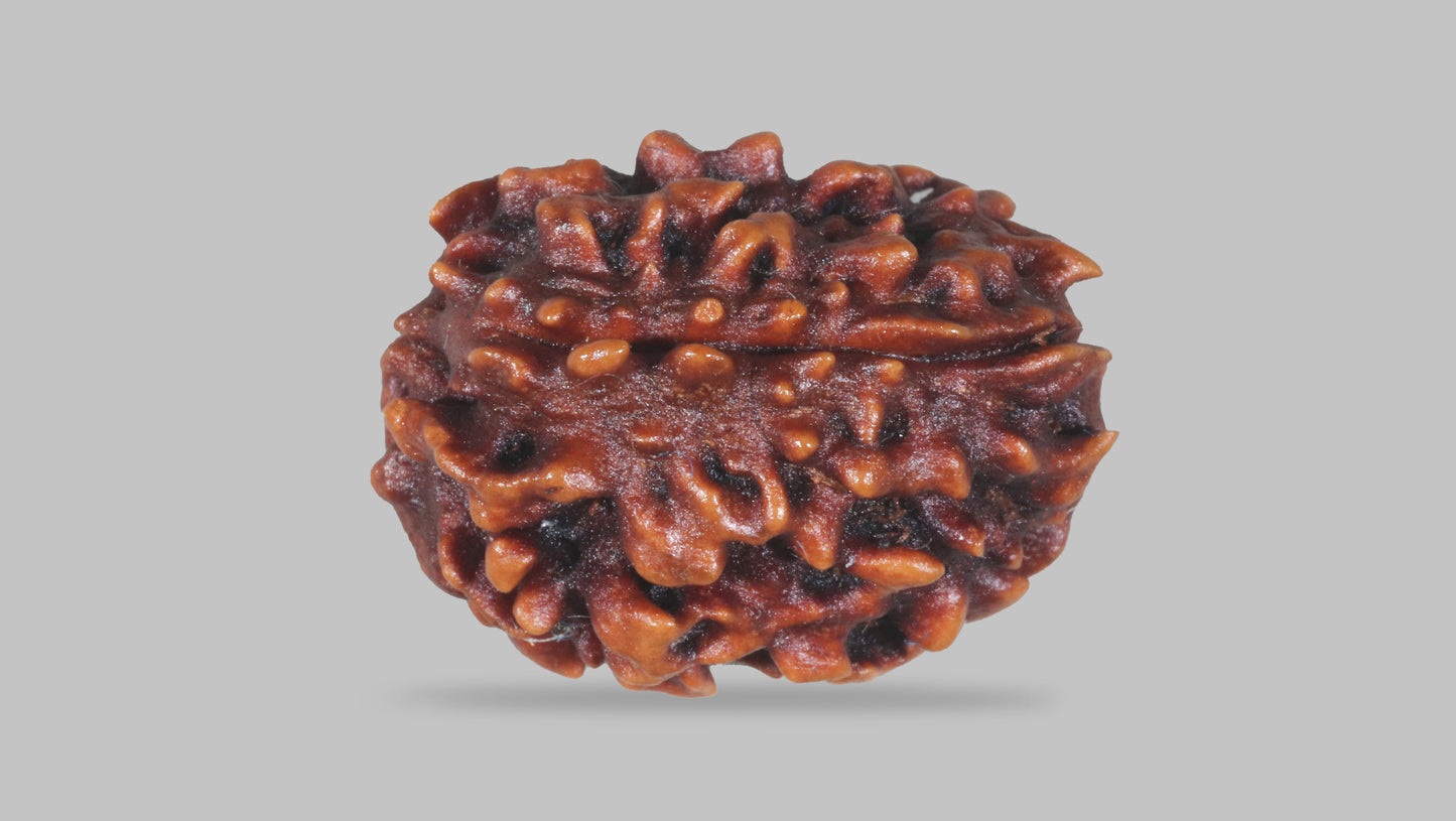 3 MUKHI RUDRAKSHA (22.05 mm)