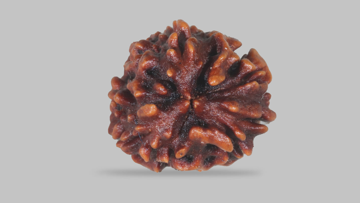 3 MUKHI RUDRAKSHA (22.05 mm)