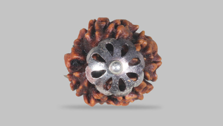 3 MUKHI RUDRAKSHA (21.40 mm)