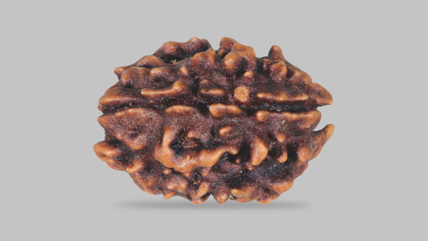 3 MUKHI RUDRAKSHA (23.35 mm)