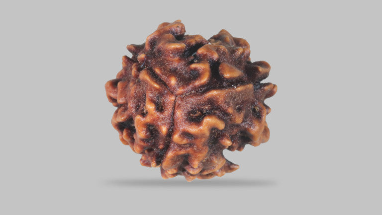 3 MUKHI RUDRAKSHA (23.35 mm)
