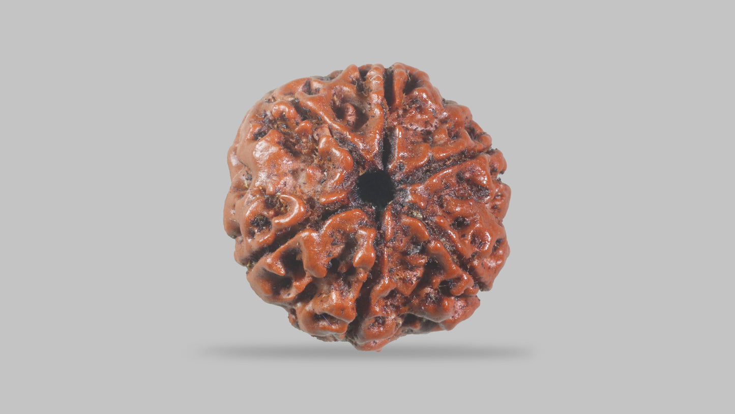 6 MUKHI RUDRAKSHA (21.30 mm)